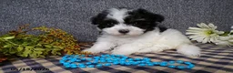 Havanese dogs for sale: Kipper - Ad 4