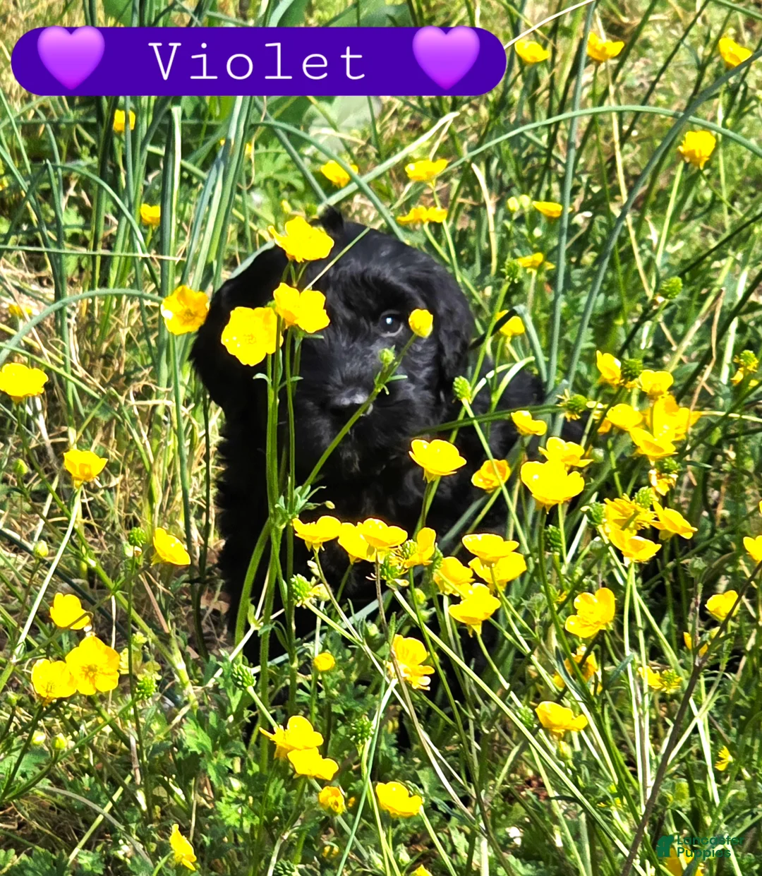 Giant Schnauzer dogs for sale: Giant Schnauzer Violet  - Ad 2