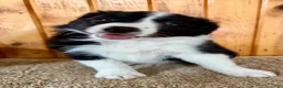 Border Collie dogs for sale: Toby - Ad 6