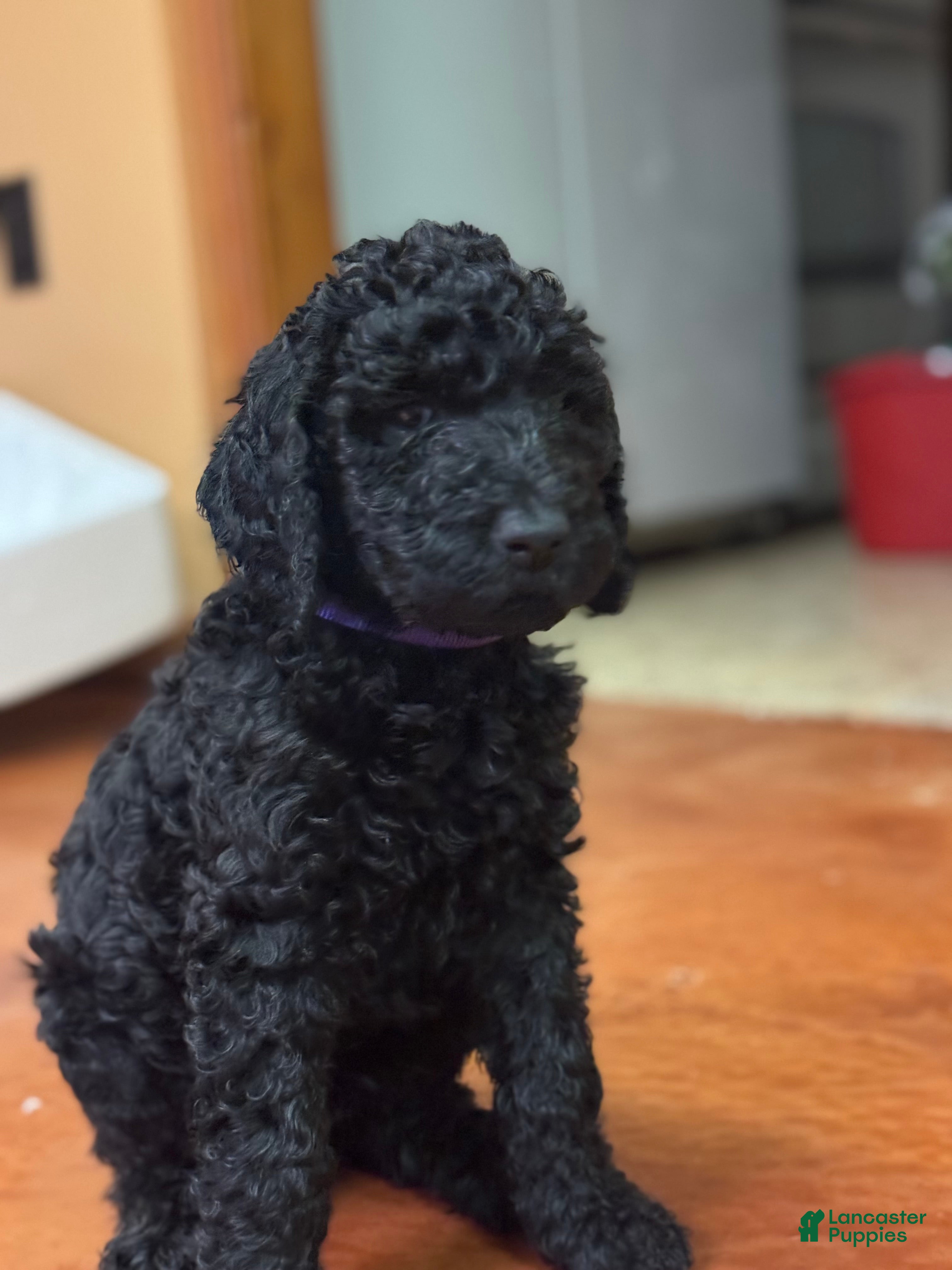 poodle mix bouvier poodle puppies for sale