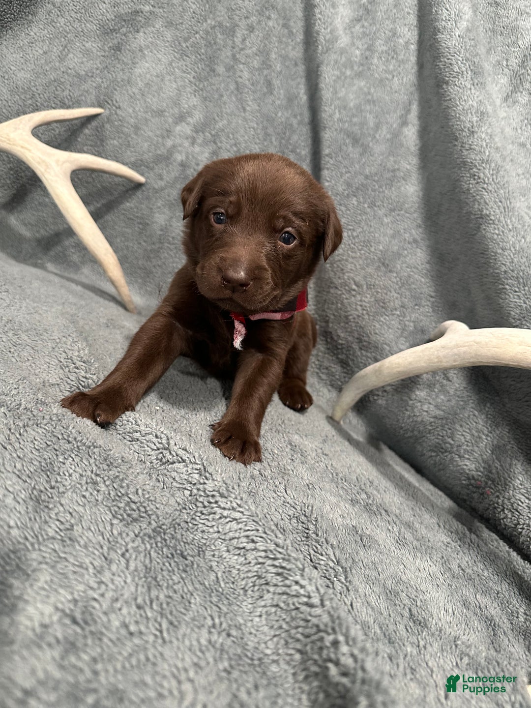 Labrador Retriever dogs for sale: Coco - Ad 3