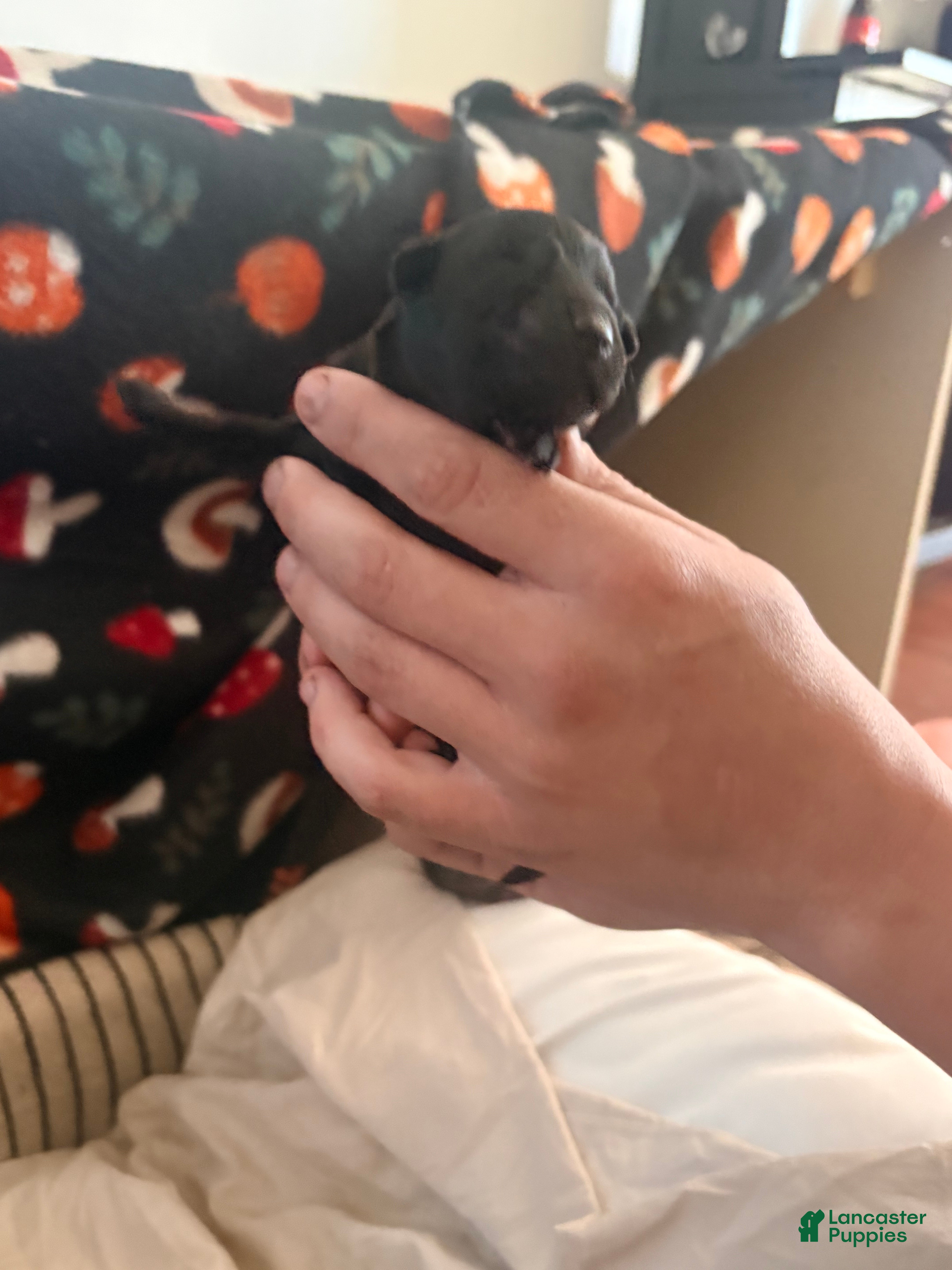 Mixed Breed dogs Puppy 2-Female - Ad 5