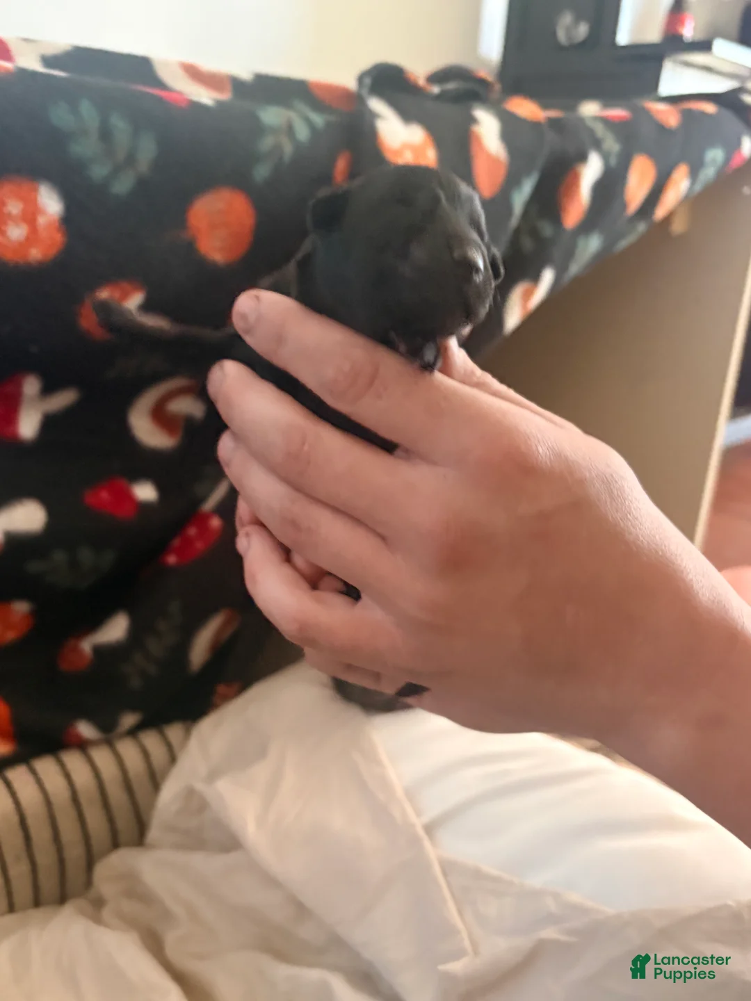 Mixed Breed dogs for sale: Puppy 2-Female - Ad 1