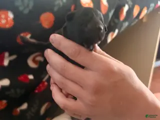 Mixed Breed dogs Puppy 2-Female - Ad 5