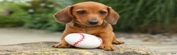 Miniature Dachshund dogs for sale: Scooter 🐾 - Ad 4