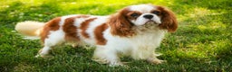 Cavalier King Charles Spaniel dogs for sale: Barnaby - Ad 9