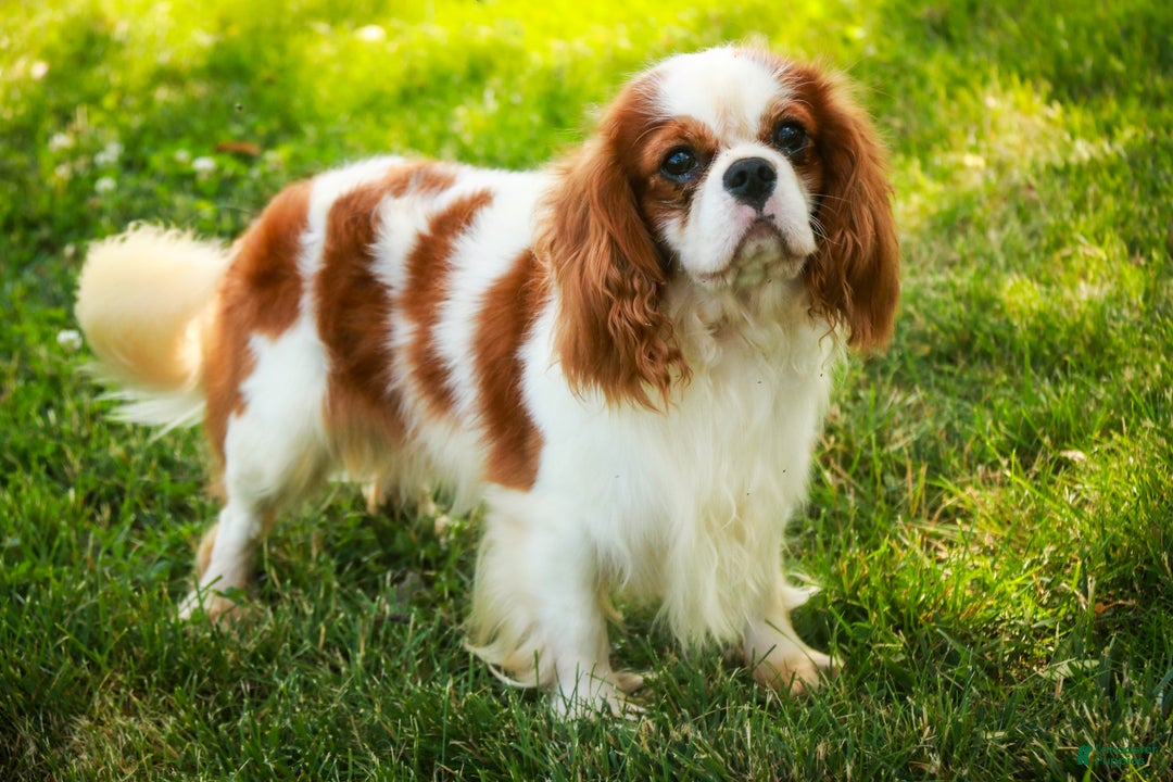 Cavalier King Charles Spaniel dogs for sale: Barnaby - Ad 9
