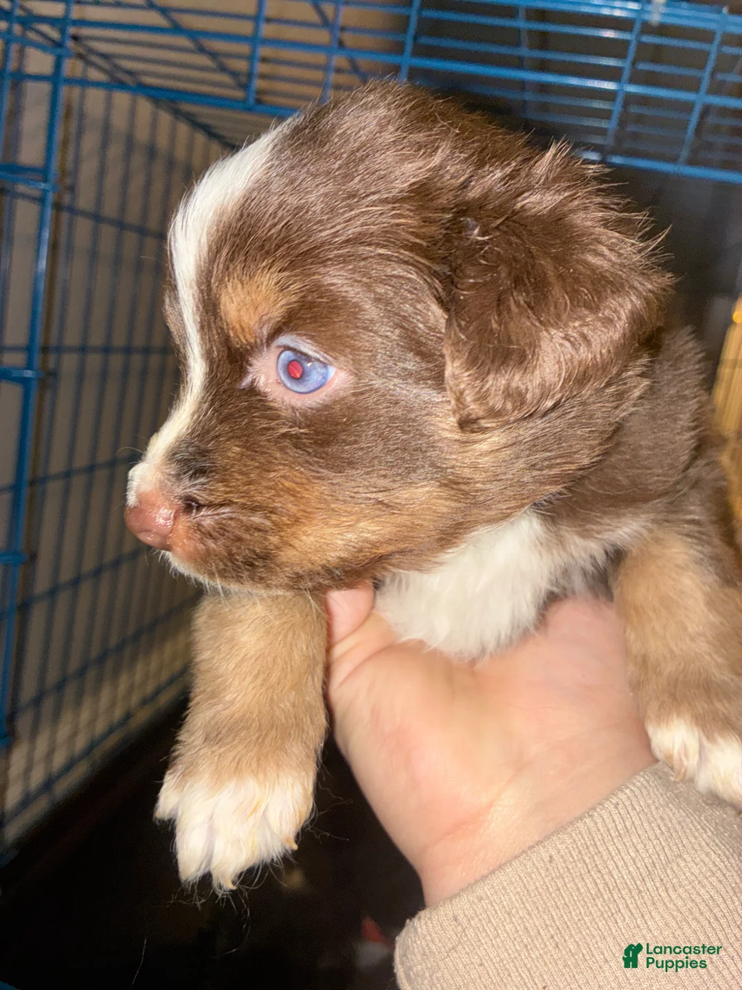 Miniature Australian Shepherd dogs for sale: Miniature Australian Shepherd Puppy 7 - Ad 5