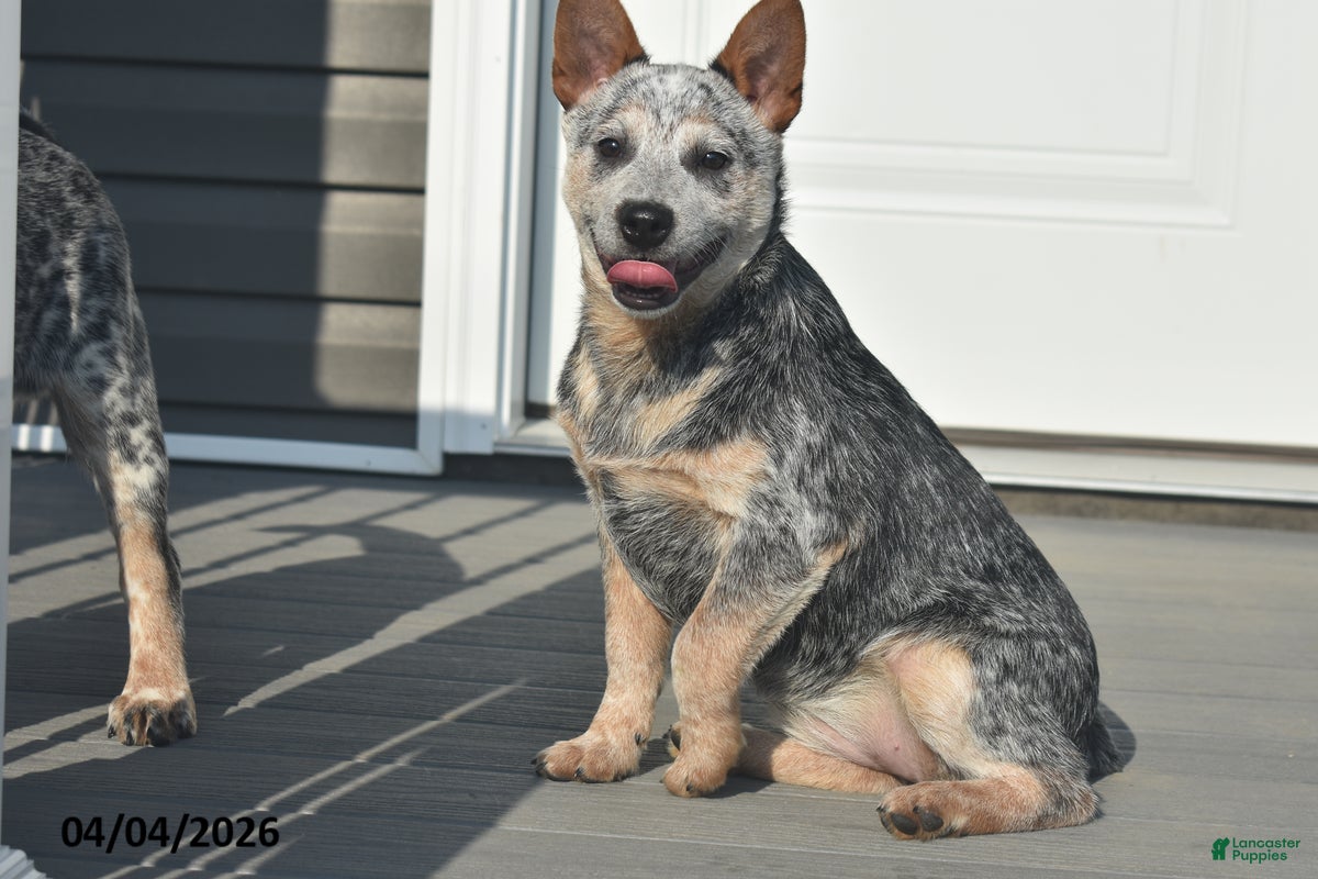 Australian Cattle Dog dogs Torry - Ad 2