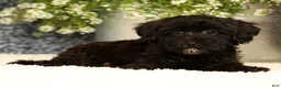 Havapoo dogs for sale: Rayna - Ad 5