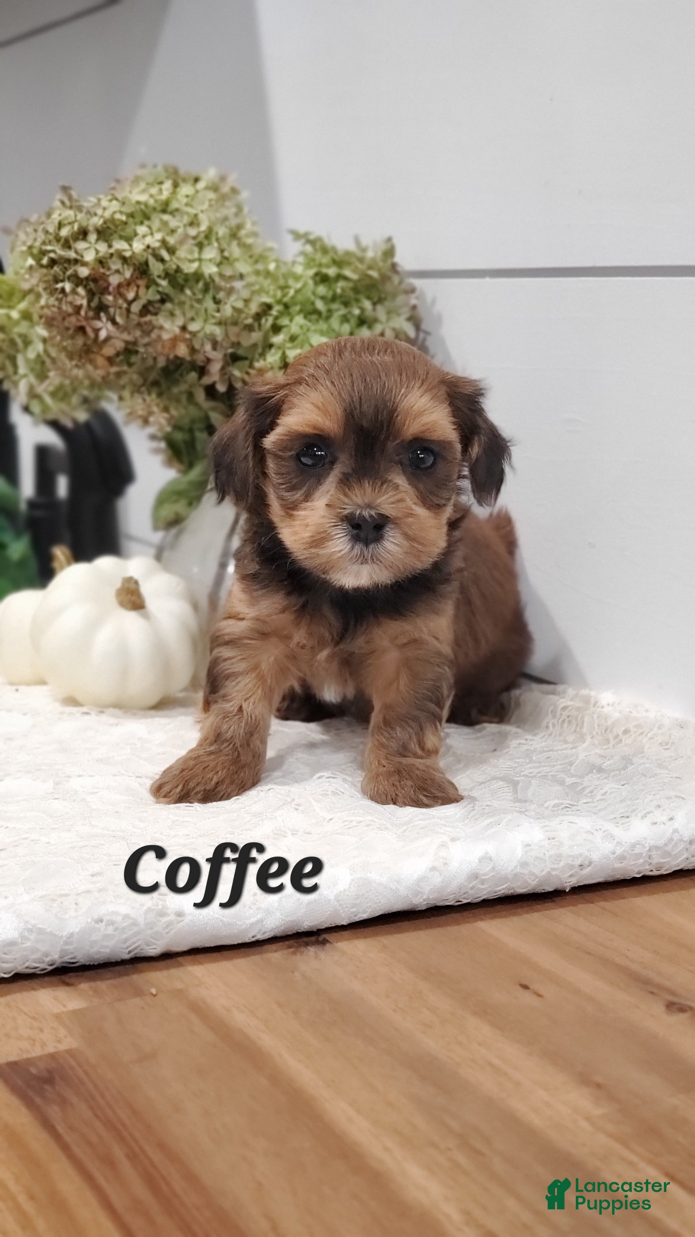 Havapoo dogs Coffee - Ad 2