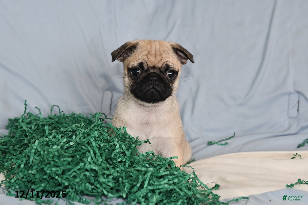 Pug dogs for sale: Bella   - Ad 3