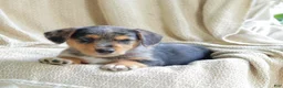 Mixed Breed dogs for sale: Oakley - Ad 4