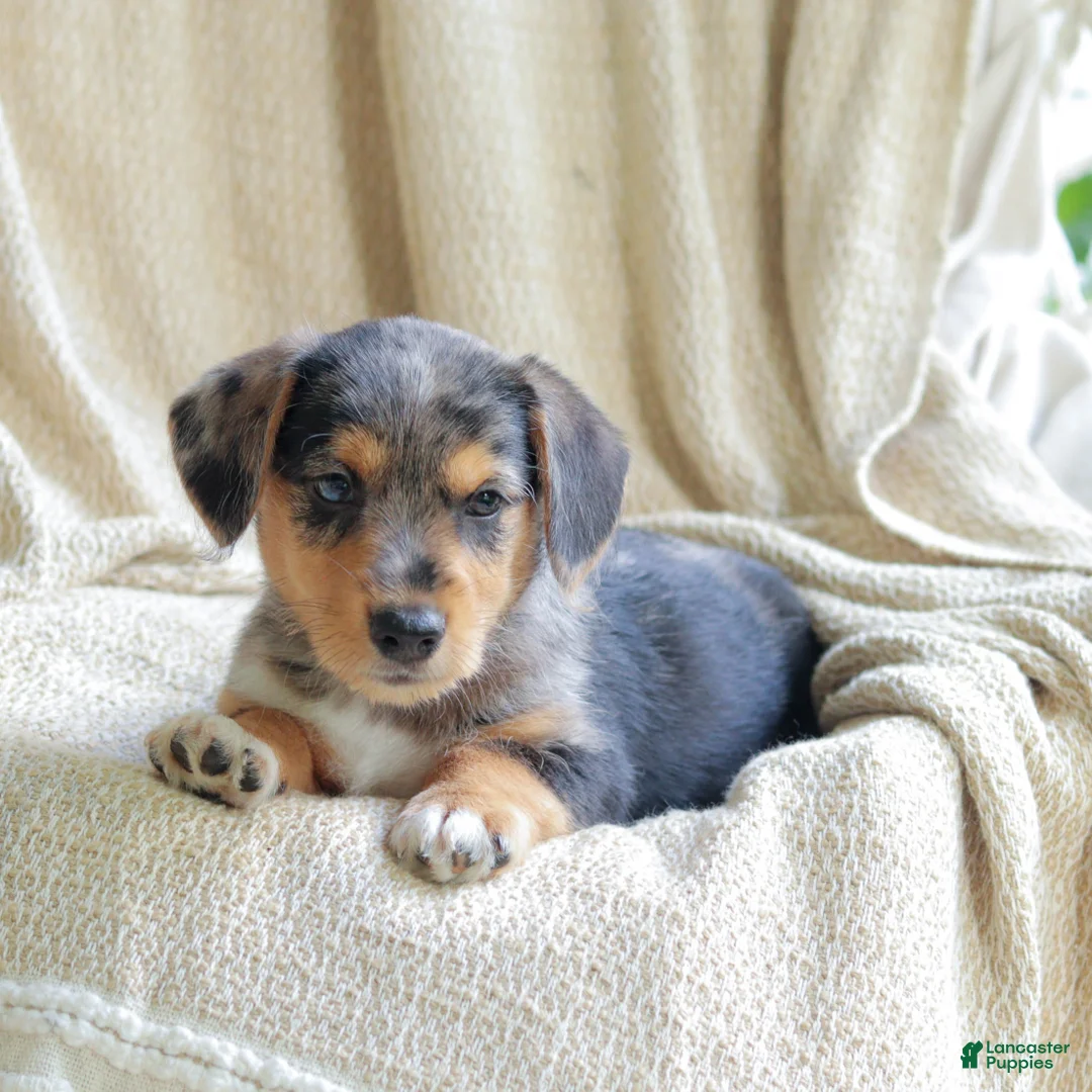 Mixed Breed dogs for sale: Oakley - Ad 4