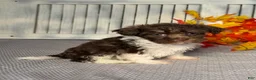 Havapoo dogs for sale: Kyle - Ad 3