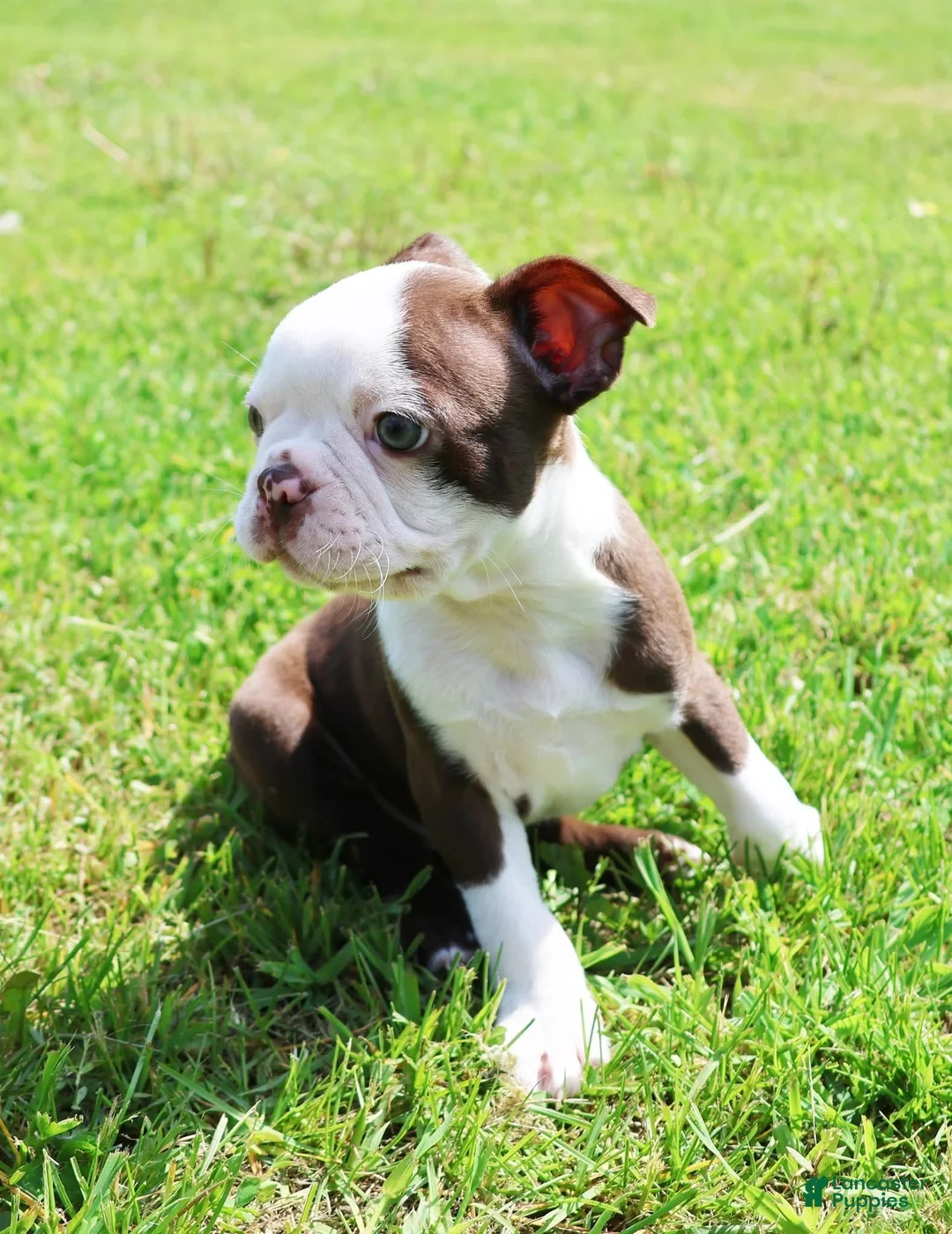 Boston Terrier dogs for sale: Boston Terrier Puppy 1 - Ad 2