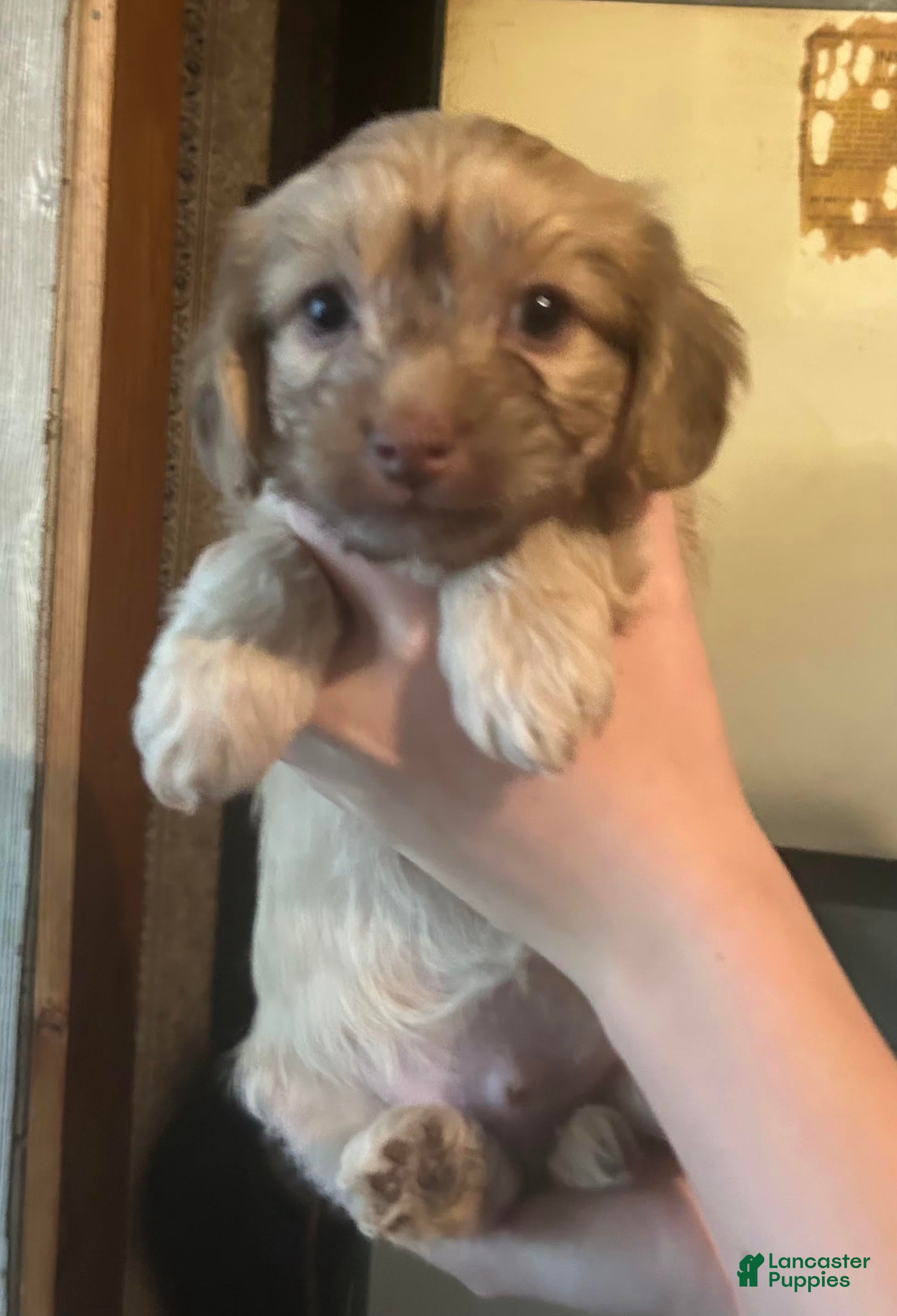 Yorkiepoo dogs Yorkiepoo 1 - Ad 31