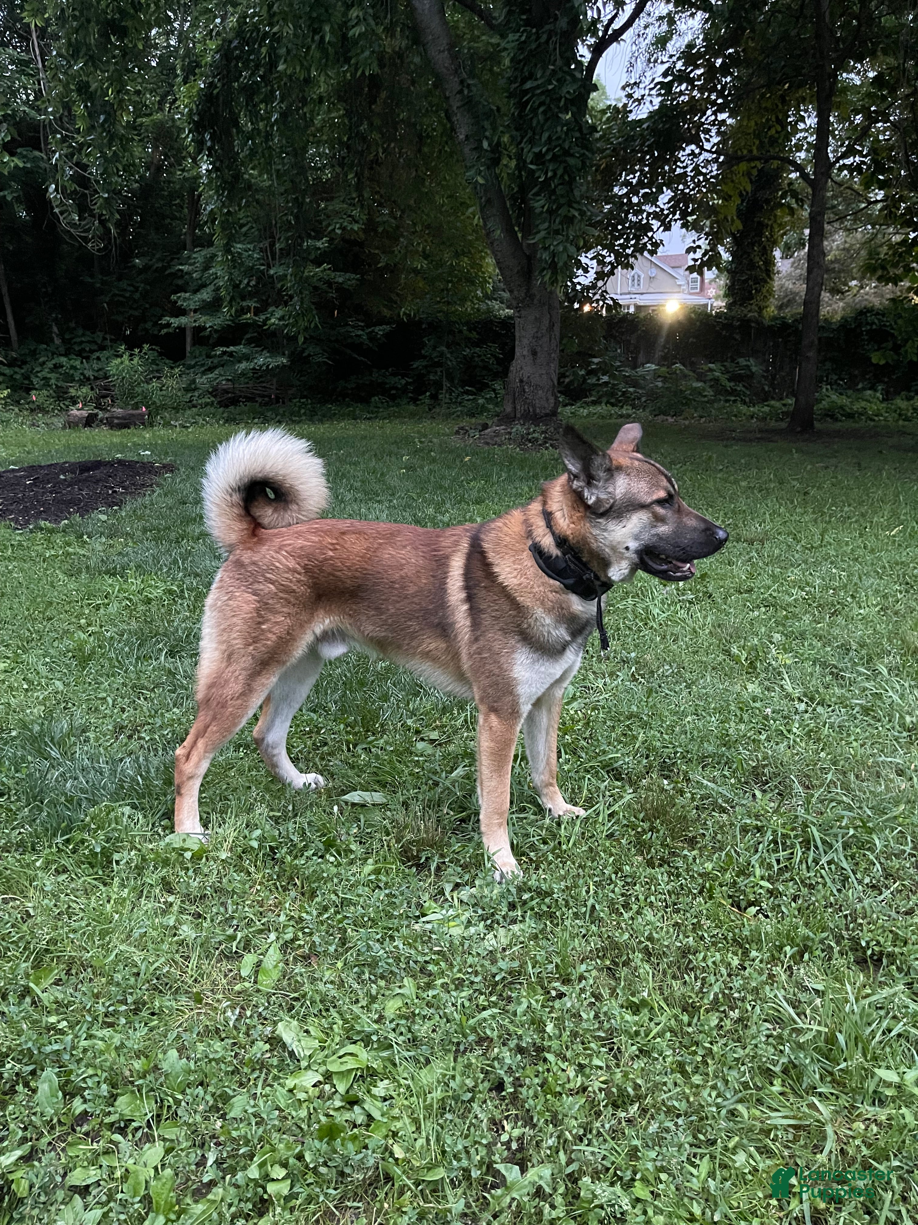 Mixed Breed dogs Big Tank - Ad 41