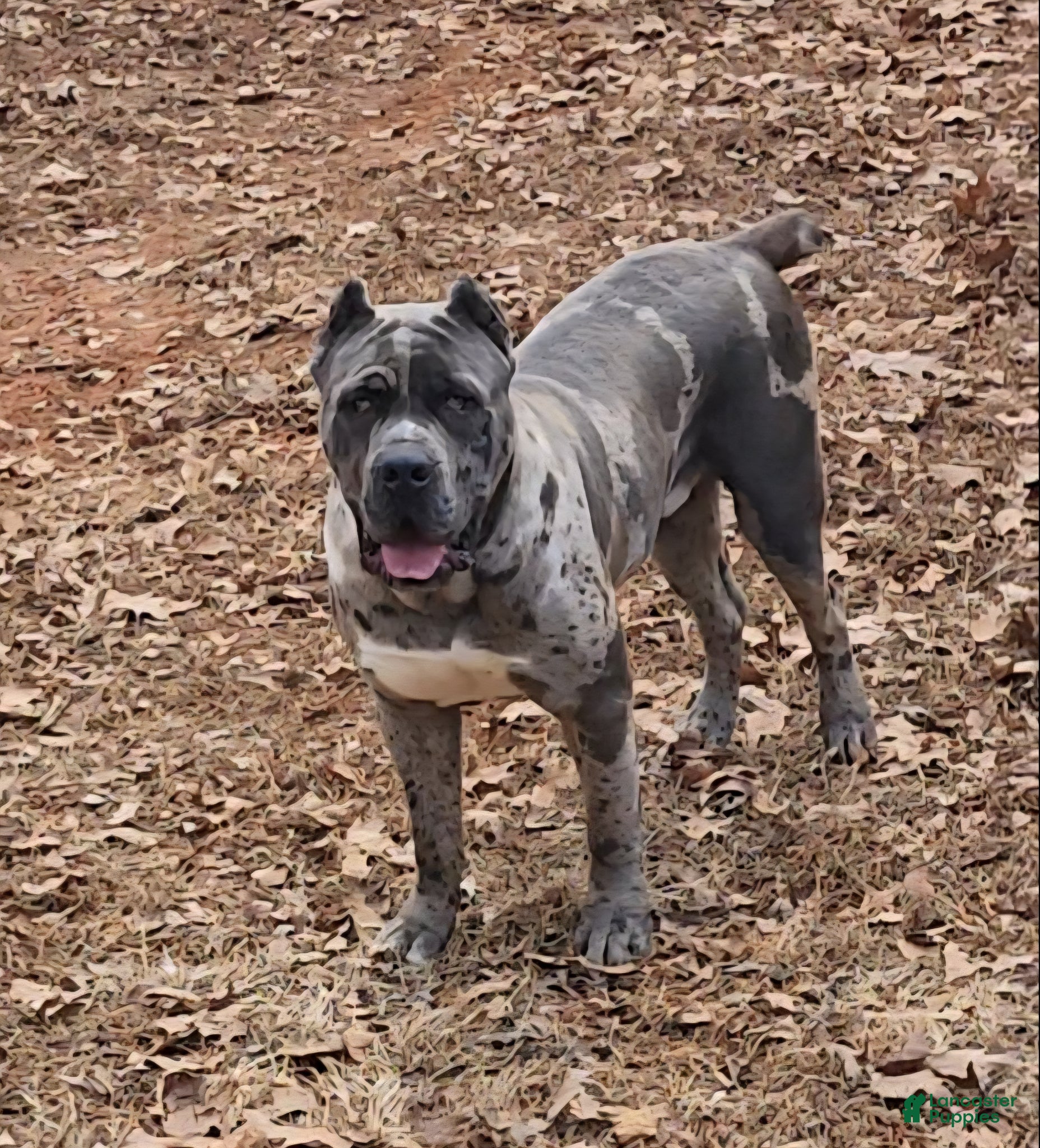 Cane Corso dogs BLUE MERLE STUD - Ad 11