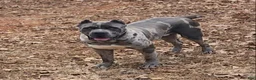 Cane Corso dogs for stud: BLUE MERLE STUD - Ad 1