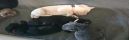Labrador Retriever dogs for sale: Nala - Ad 13