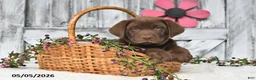 Labrador Retriever dogs for sale: Maxwell - Ad 3