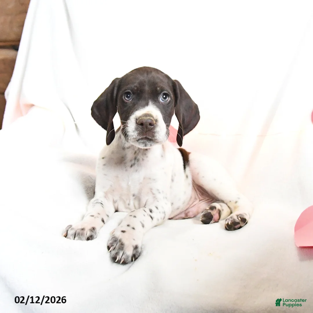 German Shorthaired Pointer dogs for sale: Rocky - Ad 4