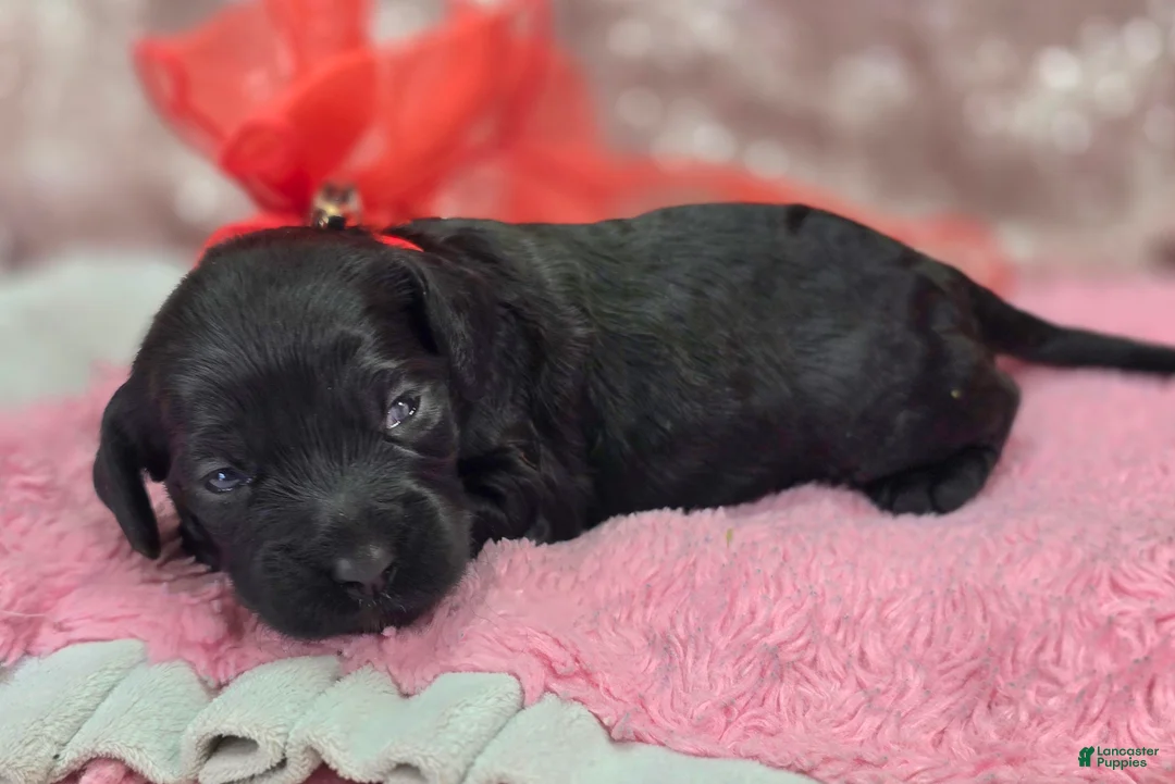 Cockapoo dogs for sale: Frostbite - Ad 1