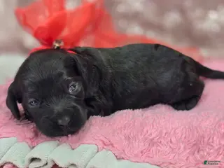 Cockapoo dogs Frostbite - Ad 22