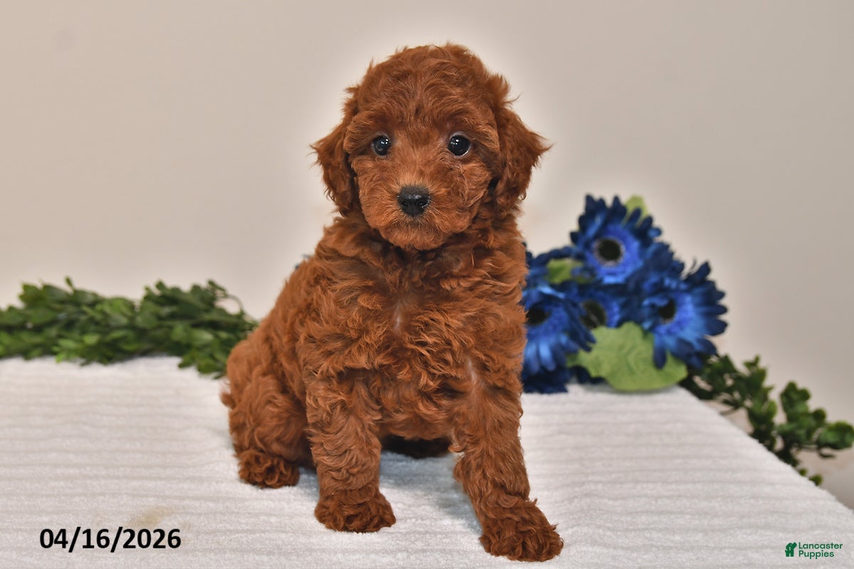 Miniature Poodle dogs Ellie - Ad 2