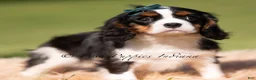 Cavalier King Charles Spaniel dogs for sale: Chewy AKC - Ad 3