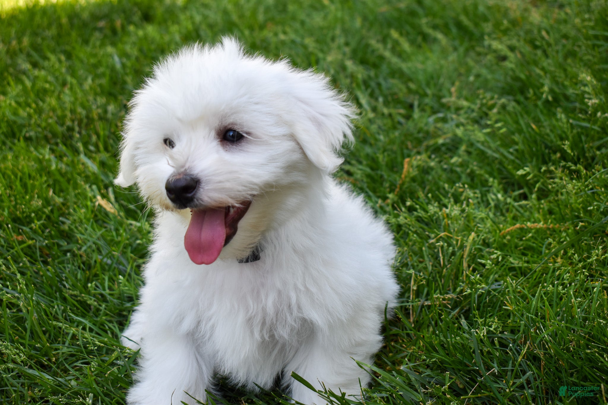 Maltese dogs  Justin  - Ad 1