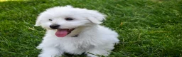 Maltese dogs for sale:  Justin  - Ad 6