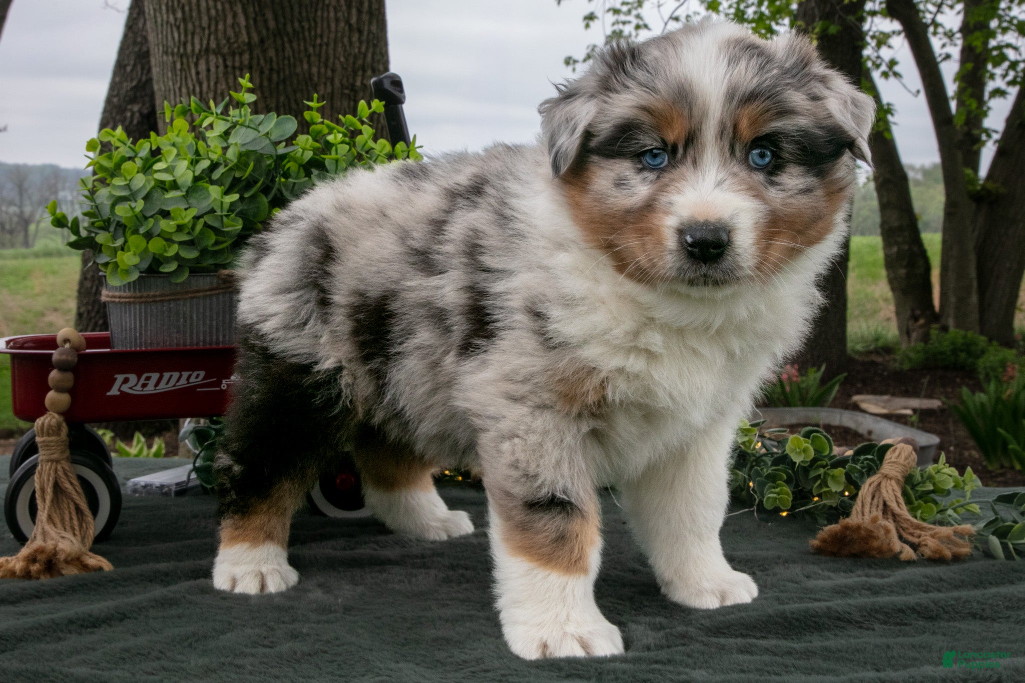 Australian Shepherd dogs Buster - Ad 39