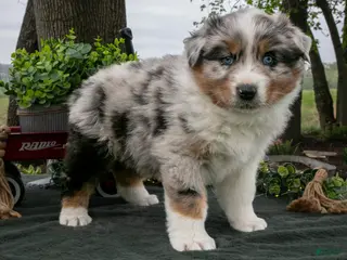Australian Shepherd dogs Buster - Ad 39