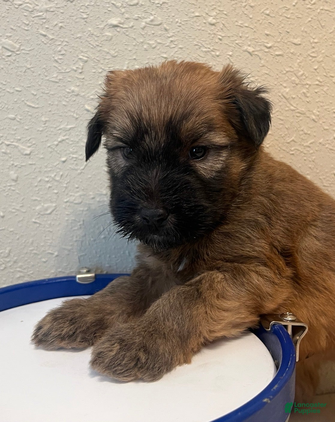 Soft Coated Wheaten Terrier dogs Lincoln - Ad 1