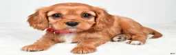 Cavalier King Charles Spaniel dogs for sale: Kari - Ad 6