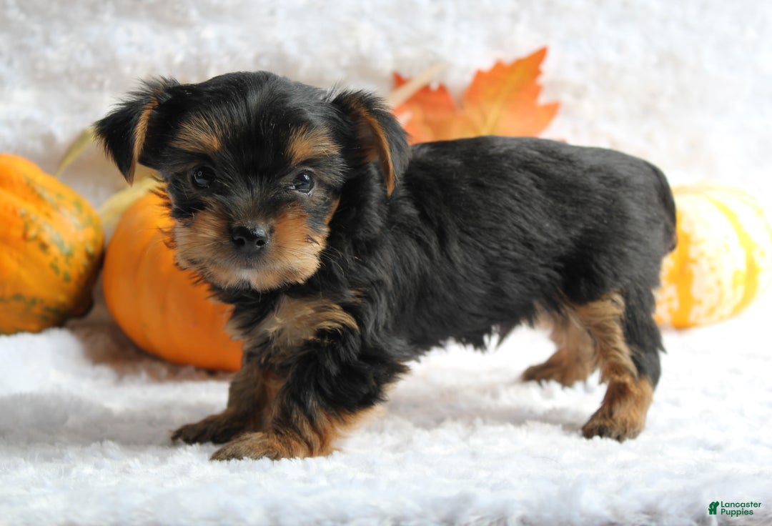 Yorkshire Terrier dogs for sale: Teeko - Ad 5
