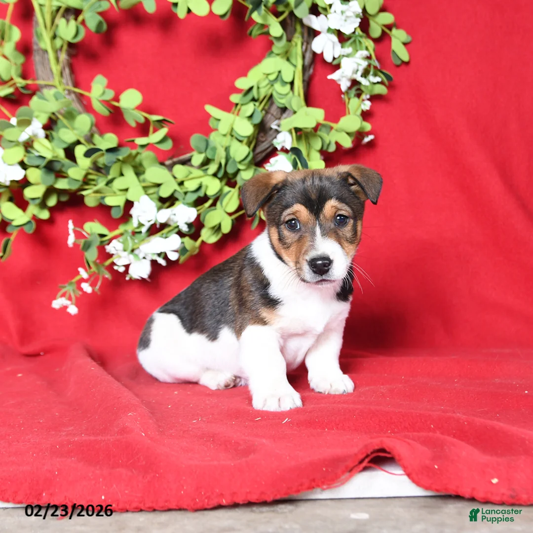 Jack Russell Terrier dogs for sale: Milo - Ad 2