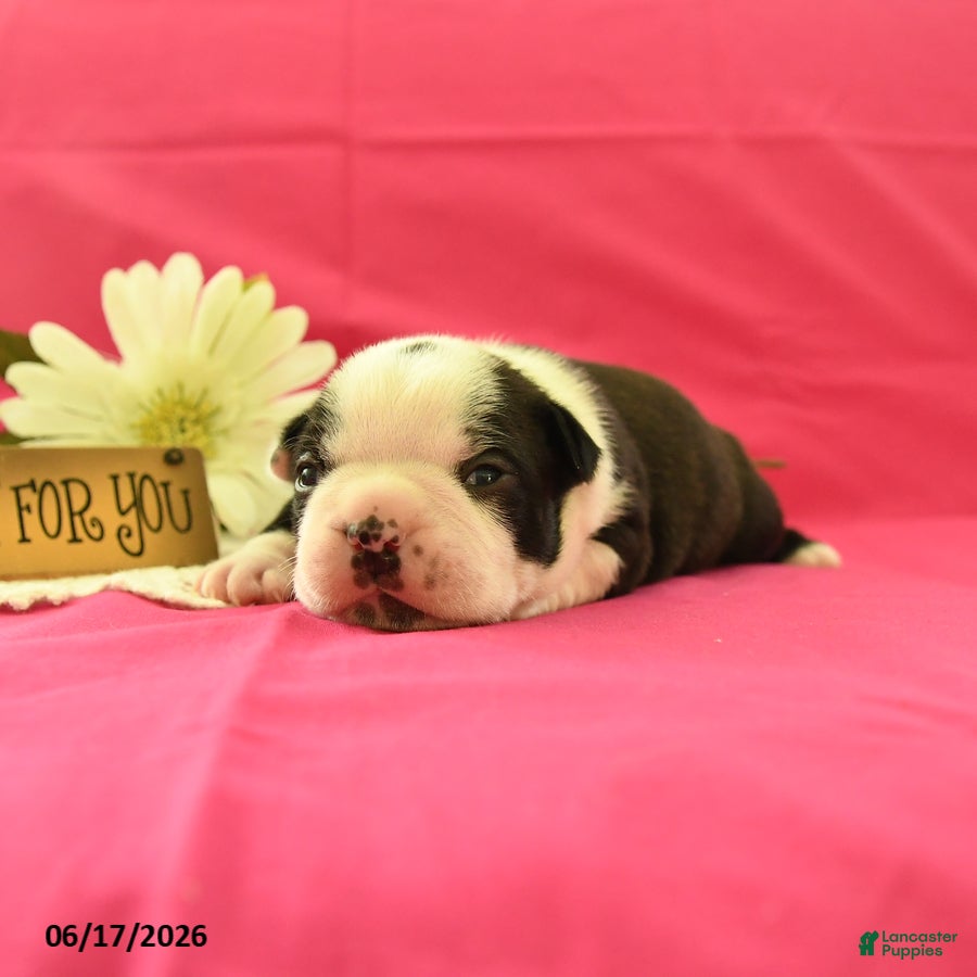 Boston Terrier dogs Vader - Ad 1