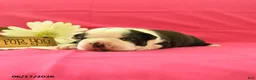 Boston Terrier dogs for sale: Vader - Ad 1