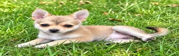 Pomchi dogs for sale: Nina - Ad 2