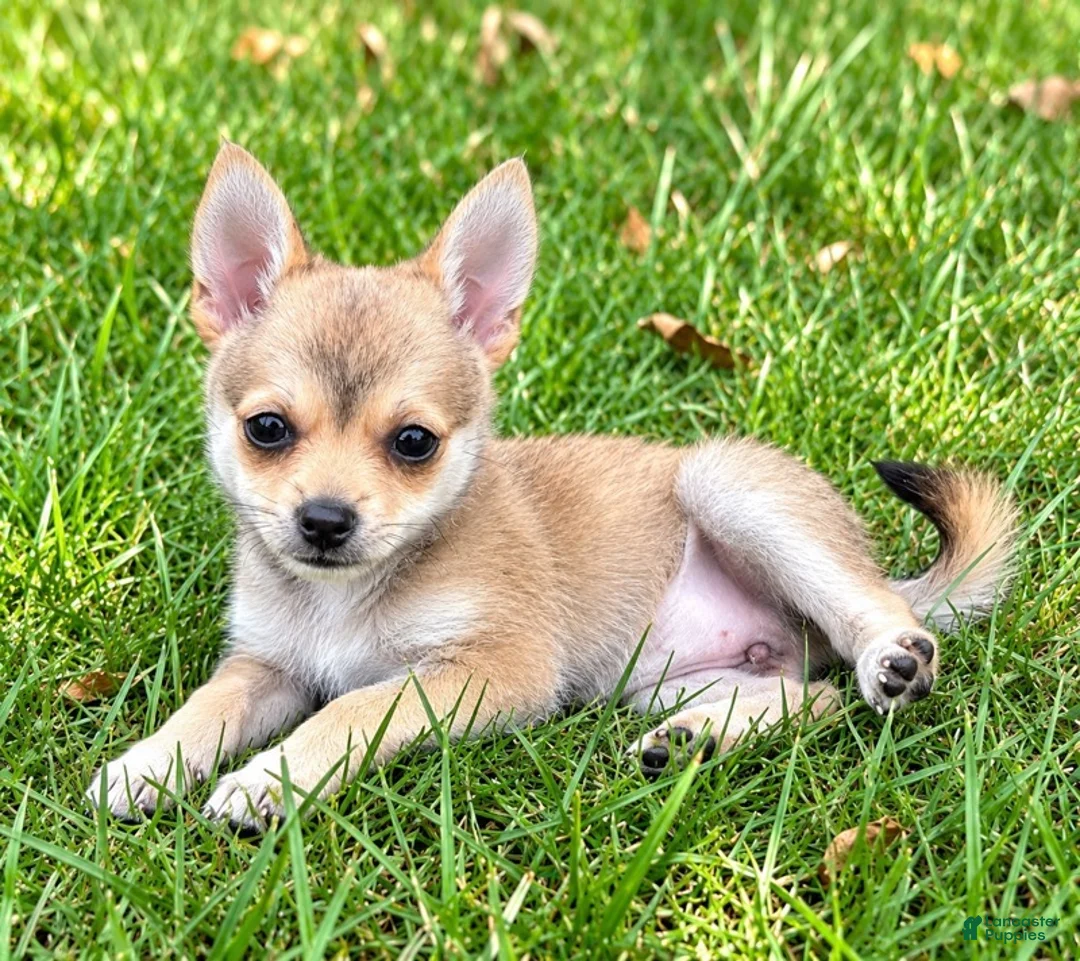 Pomchi dogs for sale: Nina - Ad 2