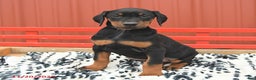Doberman Pinscher dogs for sale: Hannah - Ad 6
