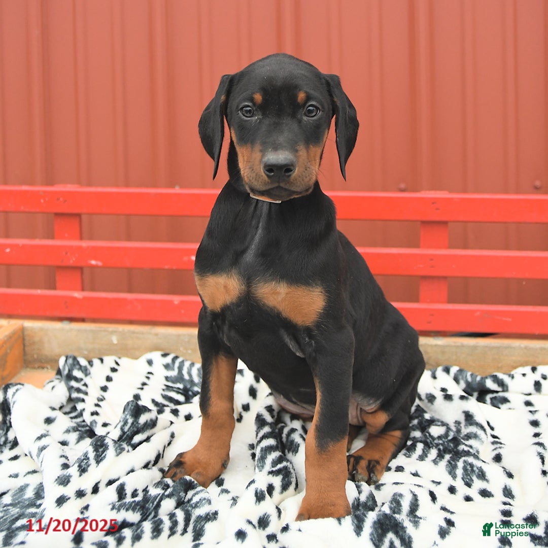Doberman Pinscher dogs for sale: Hannah - Ad 6
