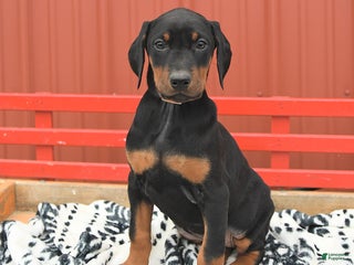 Doberman Pinscher dogs Hannah - Ad 4