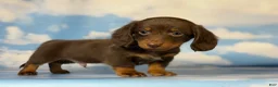 Miniature Dachshund dogs for sale: ACA Everest LH male PRA clear OFA Chic Parents - Ad 5