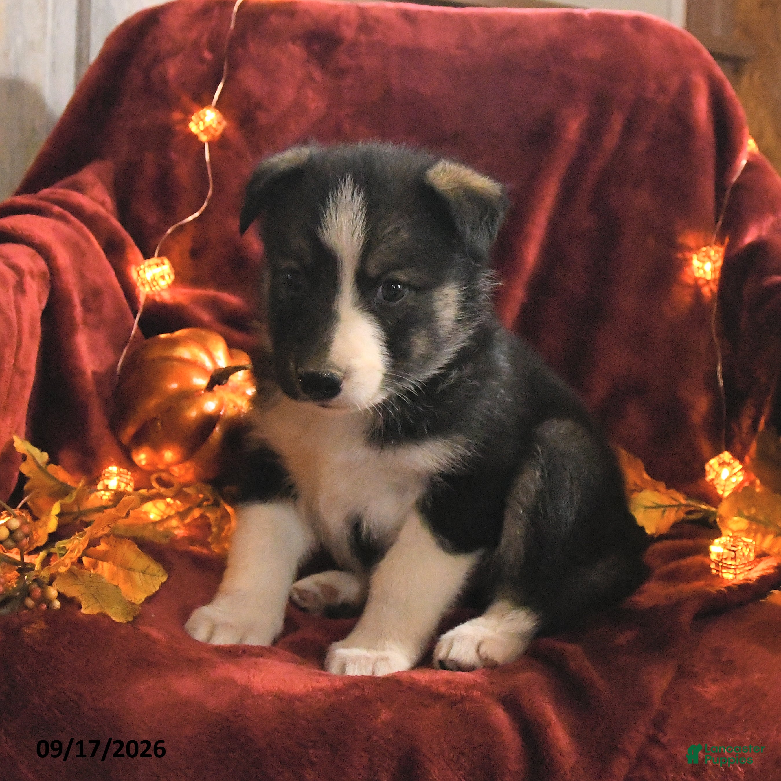 Mixed Breed dogs for sale: Jasper - Ad 4