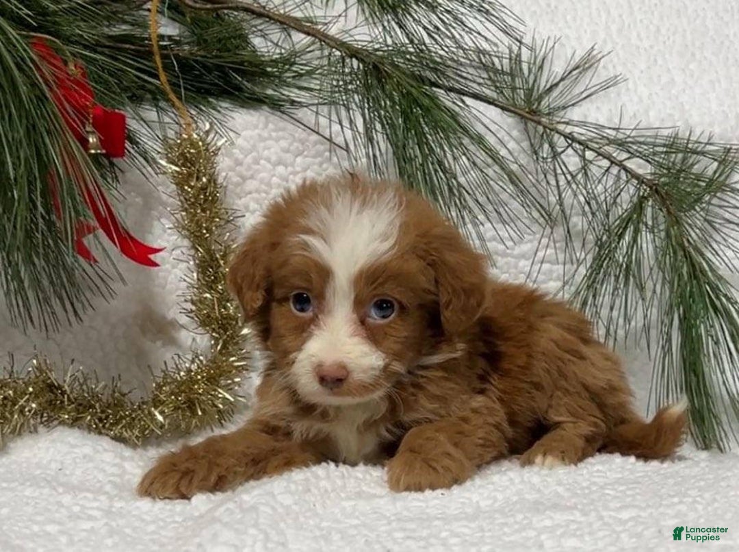 Mini Bernedoodle dogs for sale: Jingle - Ad 3