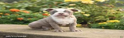 Boston Terrier dogs for sale: Waffles - Ad 2